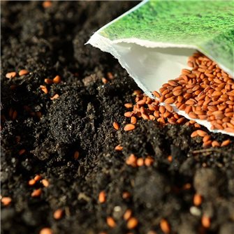 Comment préparer vos semis en intérieur ?